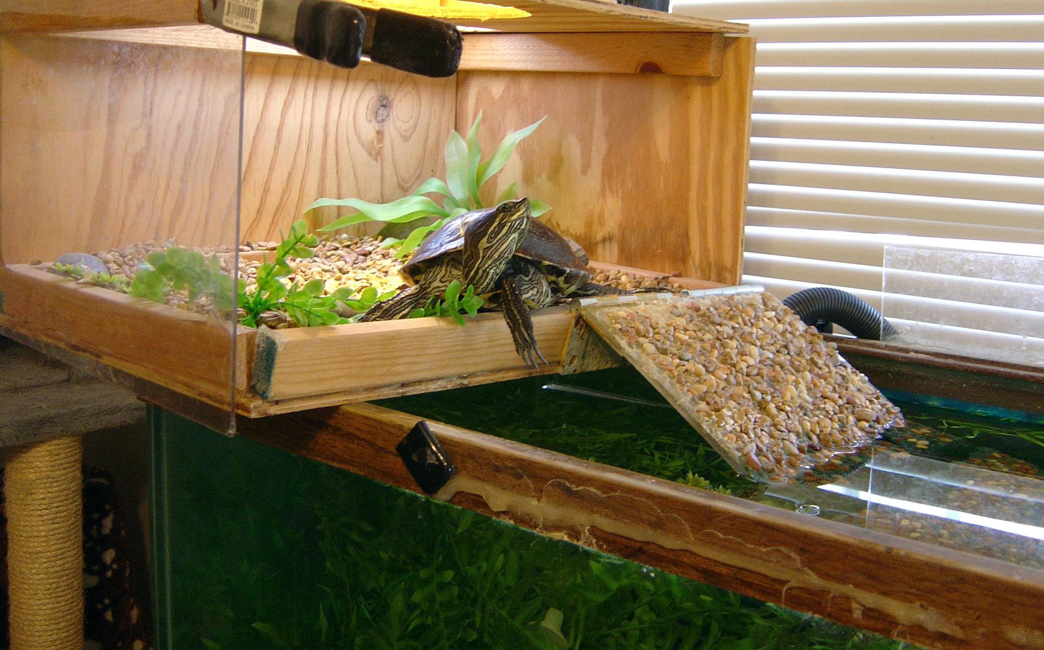 snijden een kopje Sporten Waterschildpadden | Huisvesting