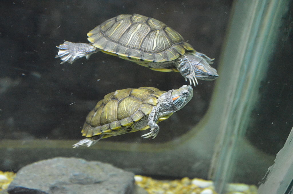 zwemmende schildpadden